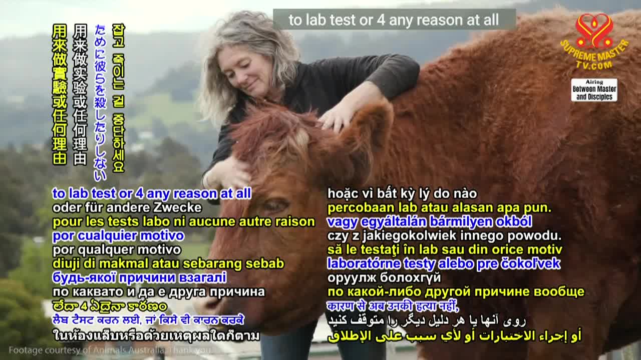 Thumbnail image for Supreme Master TV - Practice the Middle Way - Part 1 - April 2023