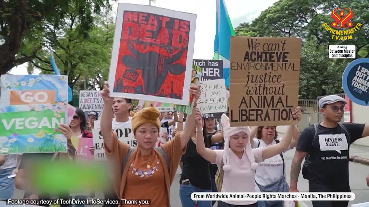 Supreme Master TV - A Practitioner Is One Who Wants to Go Home, Part 1