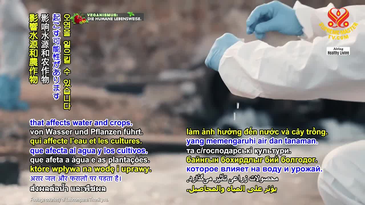 Supreme Master TV - A Practitioner Is One Who Wants to Go Home, Part 4